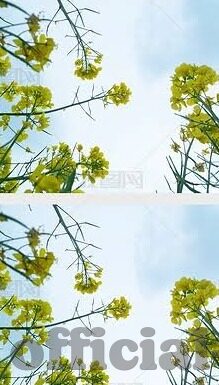 快猫成人最新短视频-快猫成人最新短视频，探索成人娱乐的边界与文化